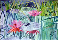 Lily Pond